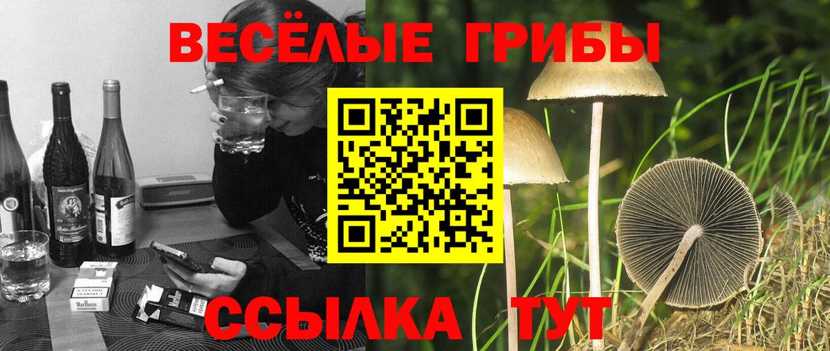 Галлюциногенные грибы Psilocybe  купить наркотик  Унеча  Галлюциногенные грибы мицелий  Вход с VPN 